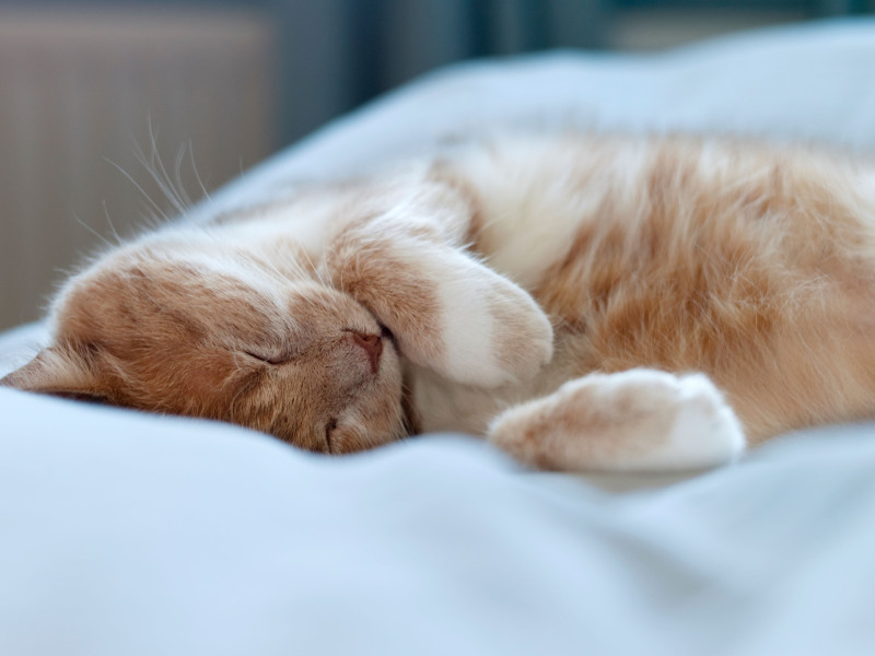 Hay ciertas condiciones para que el gato esté en nuestra cama